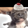 🐶 I'M PIBBLE 🐾
