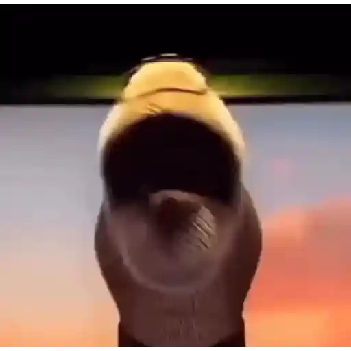 Novos memes 4