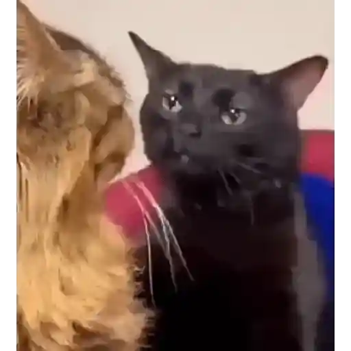 Novos memes 4