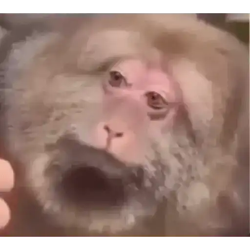 Novos memes 4