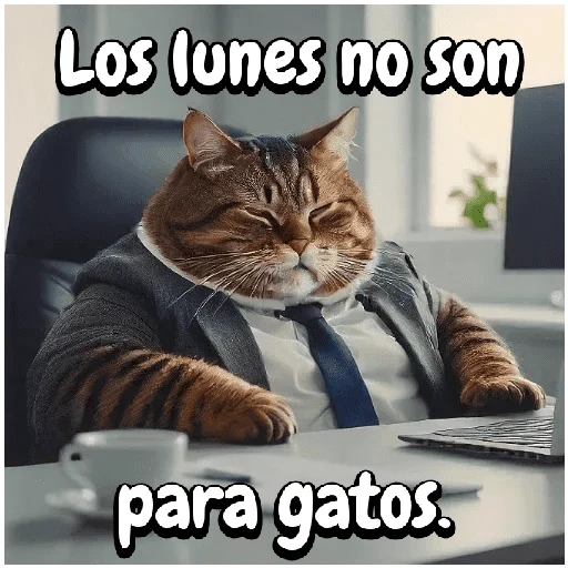 Gato trabajando!🐈‍⬛🏢💻