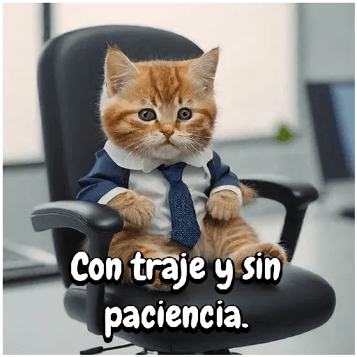 Gato trabajando!🐈‍⬛🏢💻
