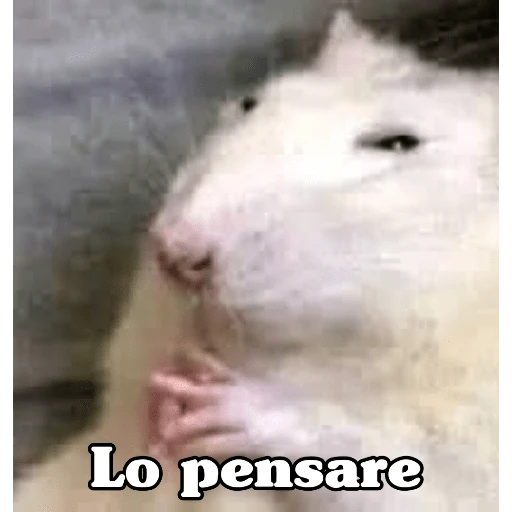 🧿Raton y Hamster🐹🐀
