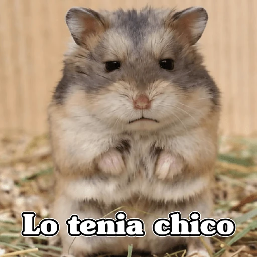 🧿Raton y Hamster🐹🐀