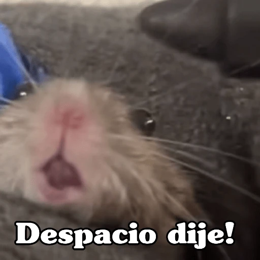 🧿Raton y Hamster🐹🐀