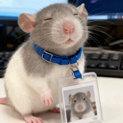🧿Raton y Hamster🐹🐀