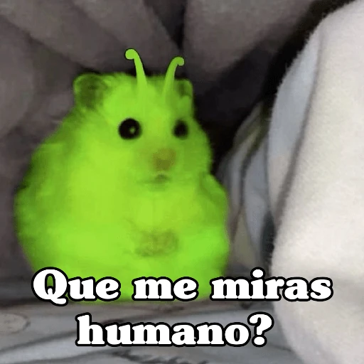 🧿Raton y Hamster🐹🐀