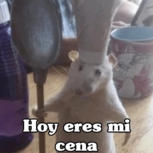 🧿Raton y Hamster🐹🐀