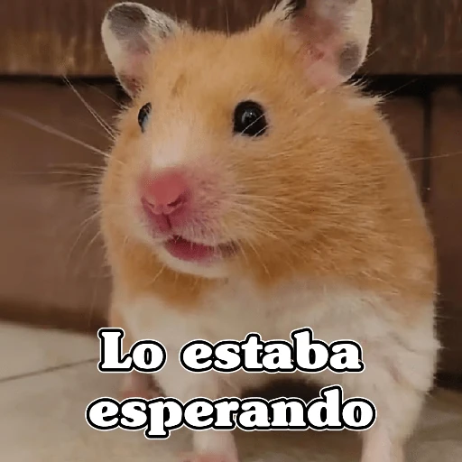 🧿Raton y Hamster🐹🐀