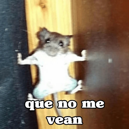 🧿Raton y Hamster🐹🐀