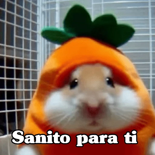🧿Raton y Hamster🐹🐀