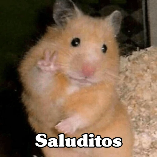 🧿Raton y Hamster🐹🐀