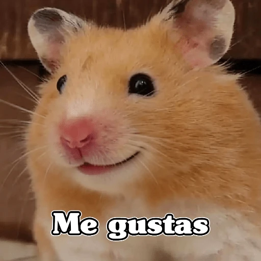 🧿Raton y Hamster🐹🐀