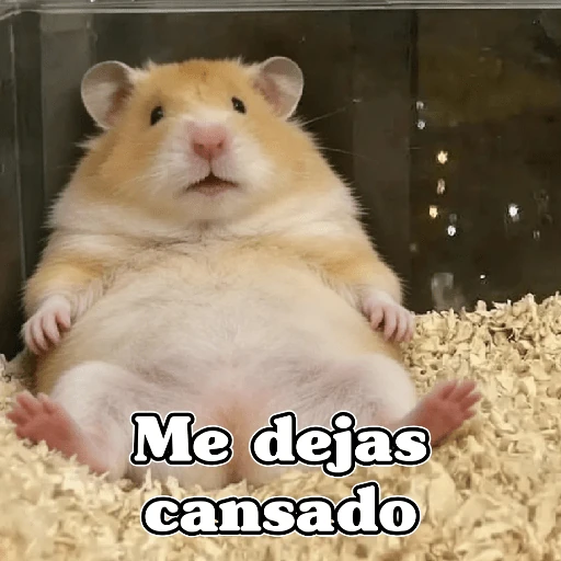 🧿Raton y Hamster🐹🐀