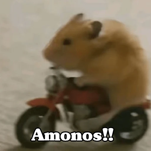 🧿Raton y Hamster🐹🐀