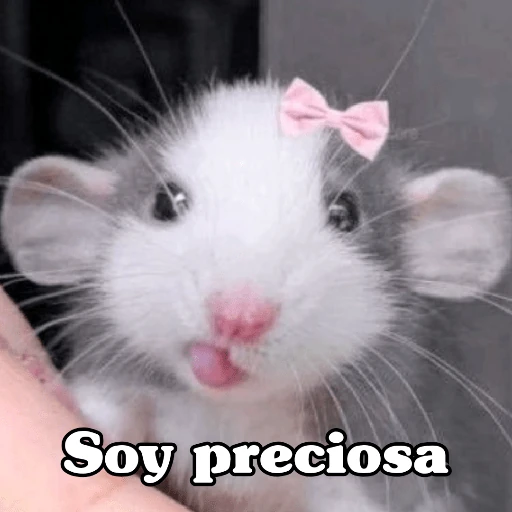 🧿Raton y Hamster🐹🐀