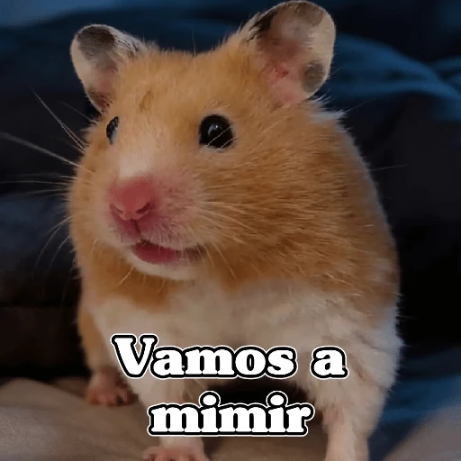 🧿Raton y Hamster🐹🐀