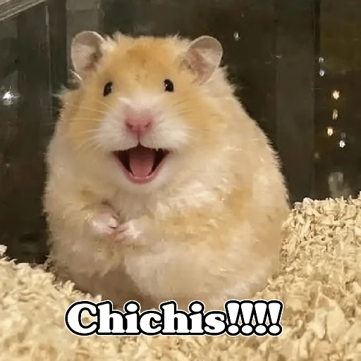 🧿Raton y Hamster🐹🐀