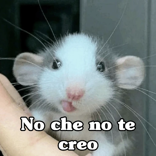 🧿Raton y Hamster🐹🐀