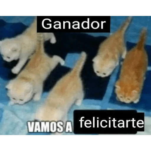 Hamsters