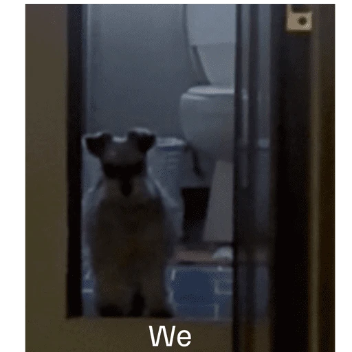 Hamsters