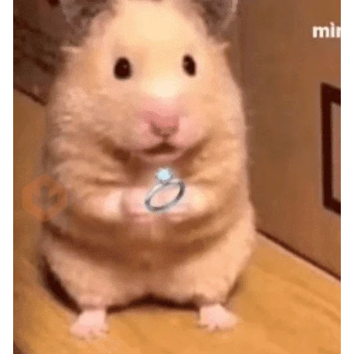 Hamster Reaction sticker 11