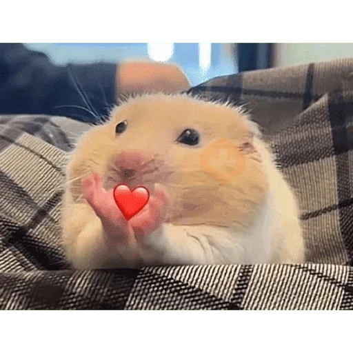 Hamster Reaction sticker 15