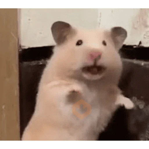 Hamster Reaction sticker 13