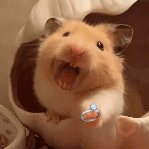 Hamster Reaction sticker 14