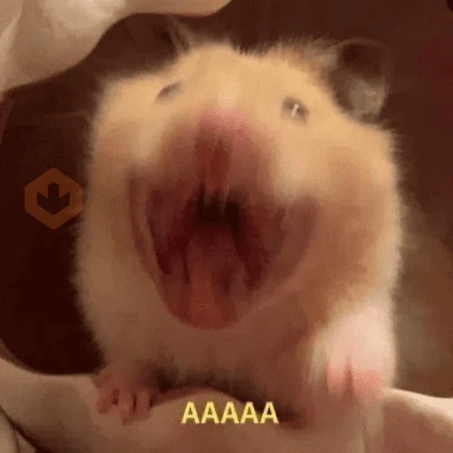 Hamster Reaction sticker 12