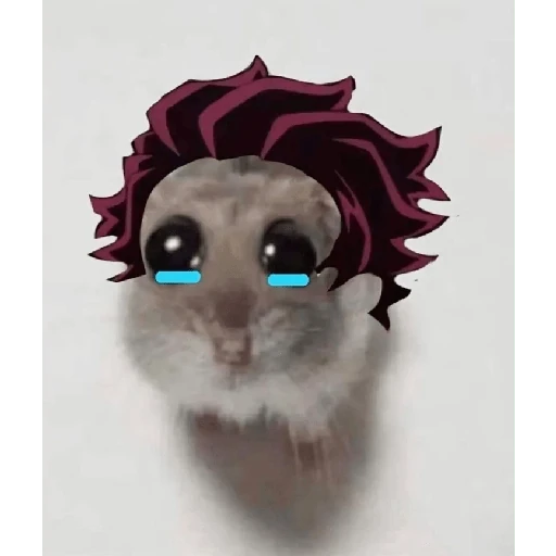 hamster da zueira