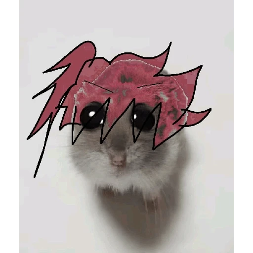 hamster da zueira