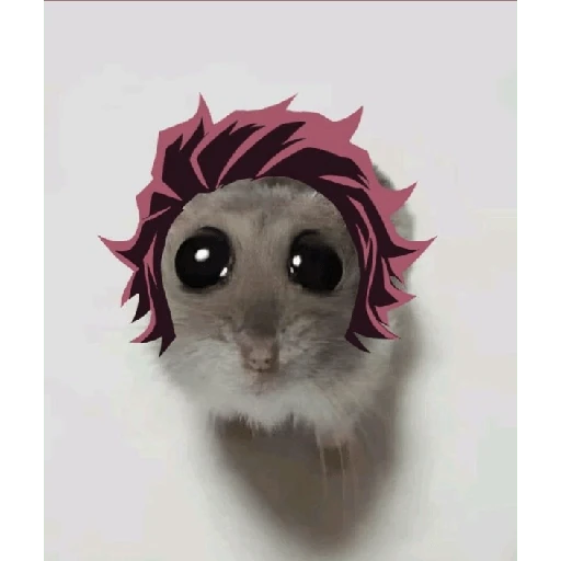 hamster da zueira