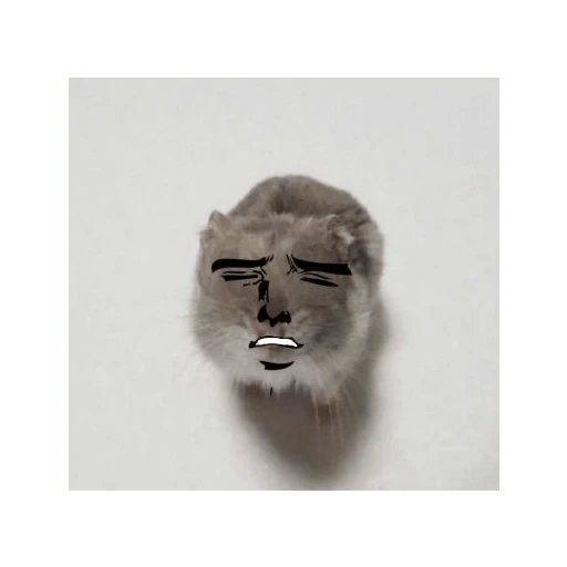 hamster da zueira