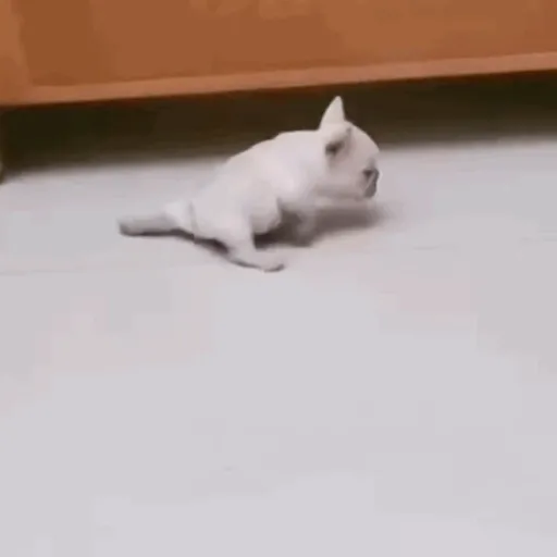 pibbles we