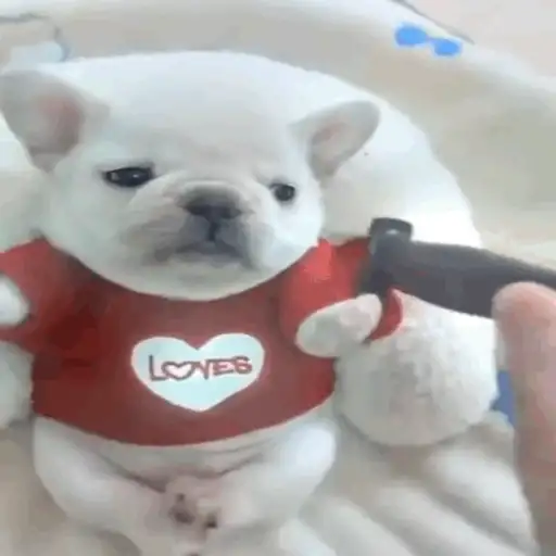 pibbles we