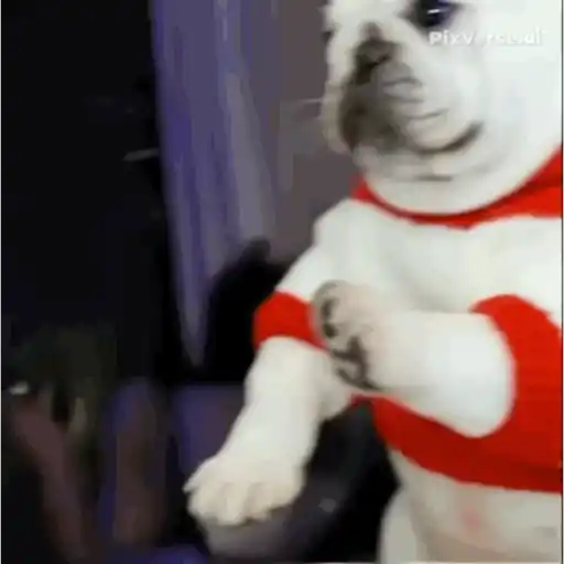 pibbles we