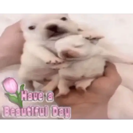 pibbles we