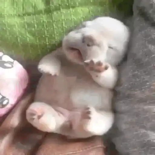 pibbles we