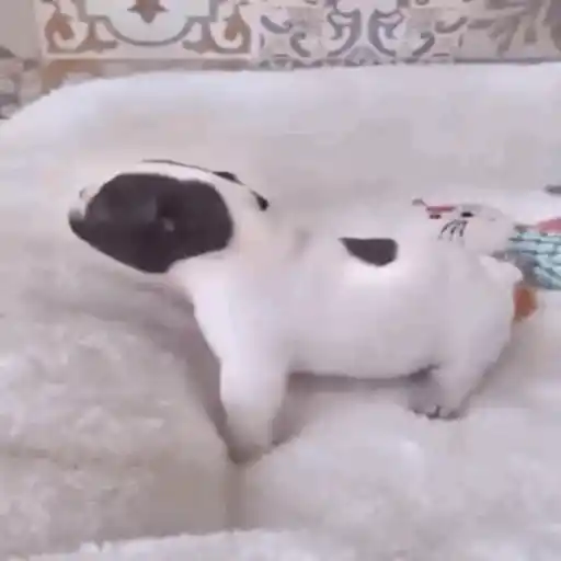 pibbles we