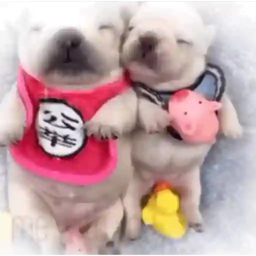 pibbles we