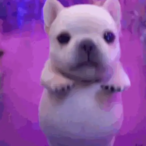 Pibble 🐶 preview