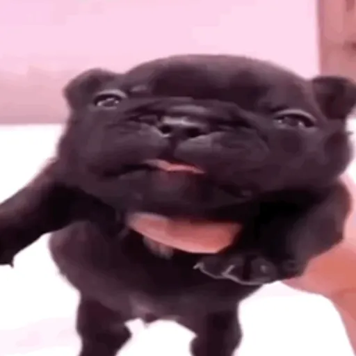 ❀ᮬ🐶⣧ ᩡᩡ Pibbles !©️Pochis