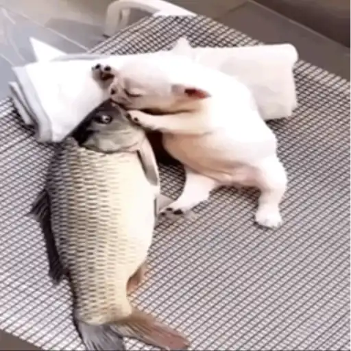 ❀ᮬ🐶⣧ ᩡᩡ Pibbles !©️Pochis