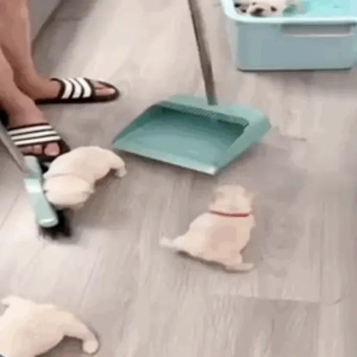 ❀ᮬ🐶⣧ ᩡᩡ Pibbles !©️Pochis