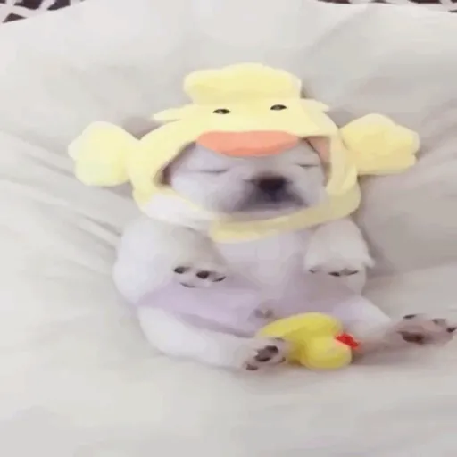 ❀ᮬ🐶⣧ ᩡᩡ Pibbles !©️Pochis