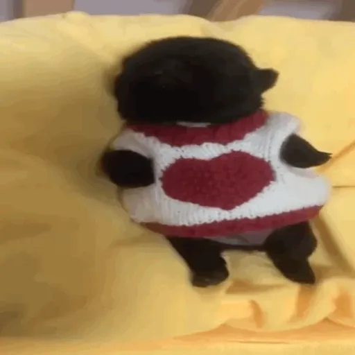 ❀ᮬ🐶⣧ ᩡᩡ Pibbles !©️Pochis
