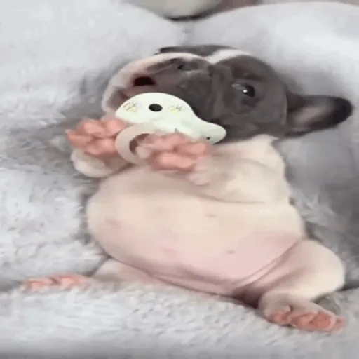 ❀ᮬ🐶⣧ ᩡᩡ Pibbles !©️Pochis