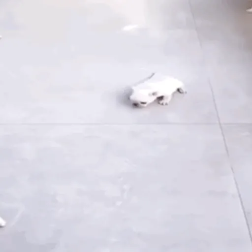 ❀ᮬ🐶⣧ ᩡᩡ Pibbles !©️Pochis