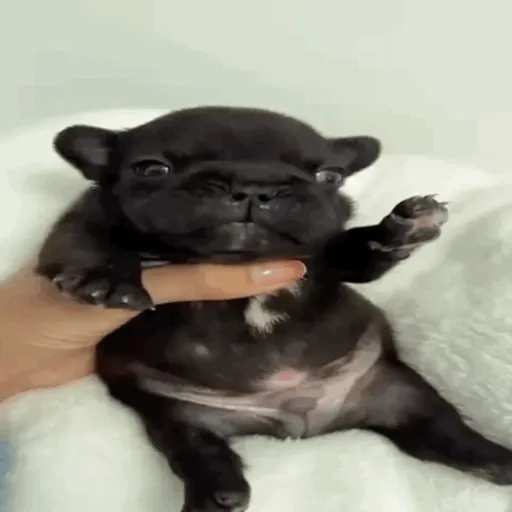 ❀ᮬ🐶⣧ ᩡᩡ Pibbles !©️Pochis
